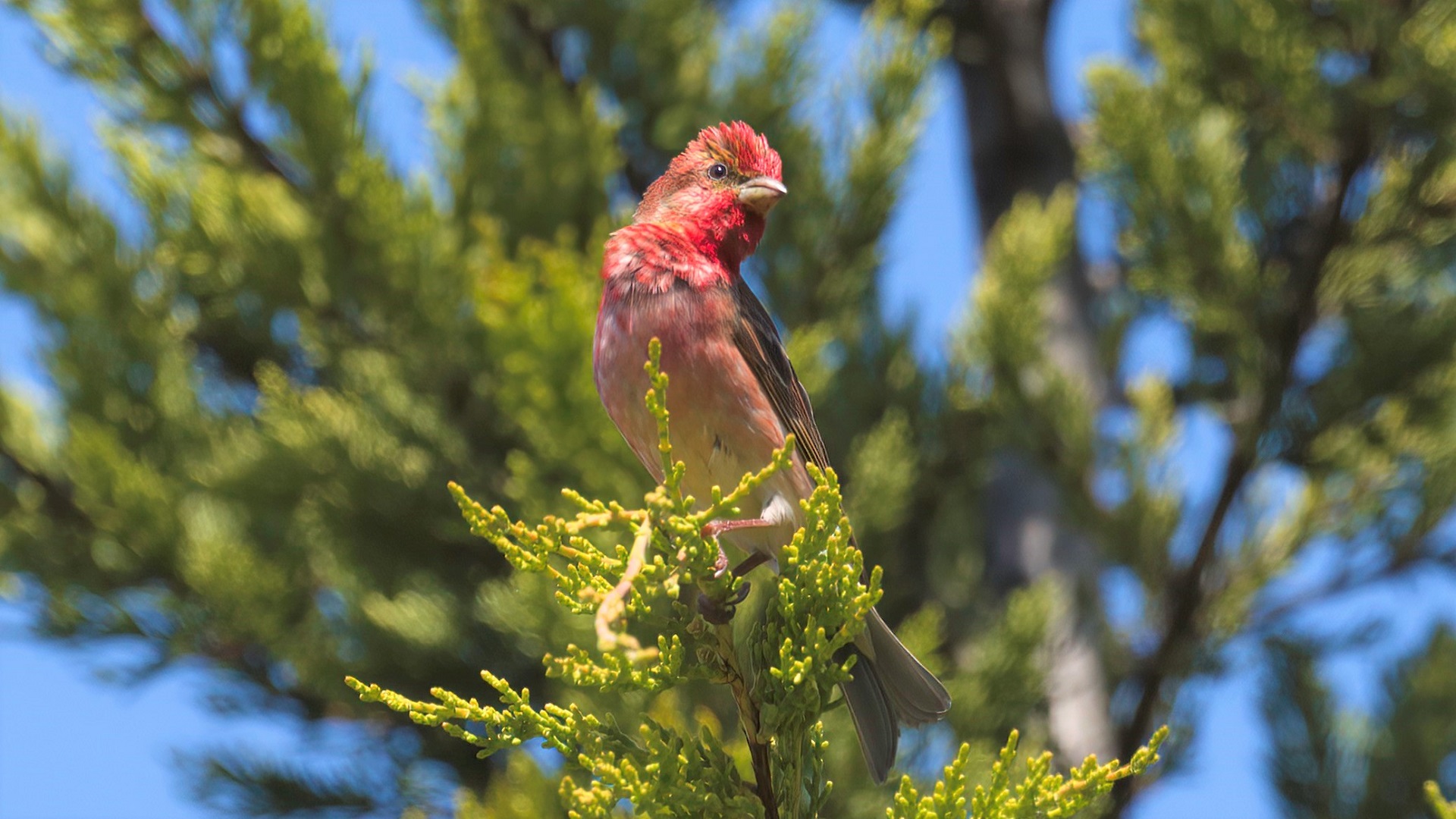 Common Rosefinch